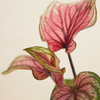 Baby Caladium Lucia