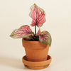Baby Caladium Lucia