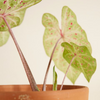 Baby Caladium Miss Muffet