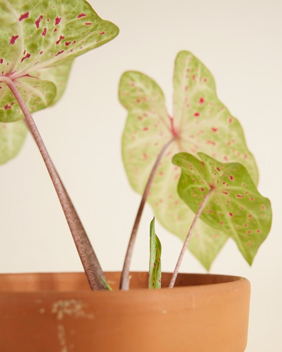 Baby Caladium Miss Muffet