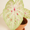 Baby Caladium Miss Muffet