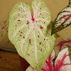 Baby Caladium Miss Muffet