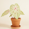 Baby Caladium Miss Muffet