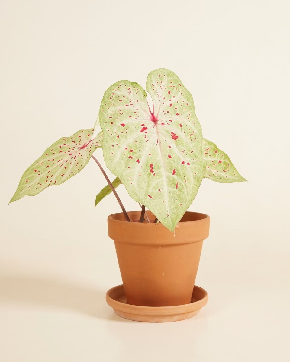 Baby Caladium Miss Muffet