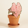 Baby Caladium Pink Beauty