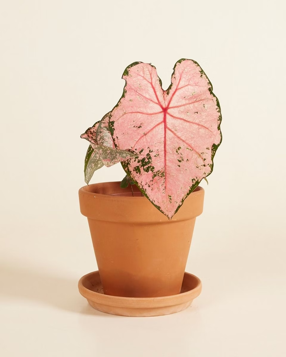 Baby Caladium Pink Beauty