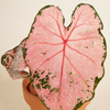 Baby Caladium Pink Beauty