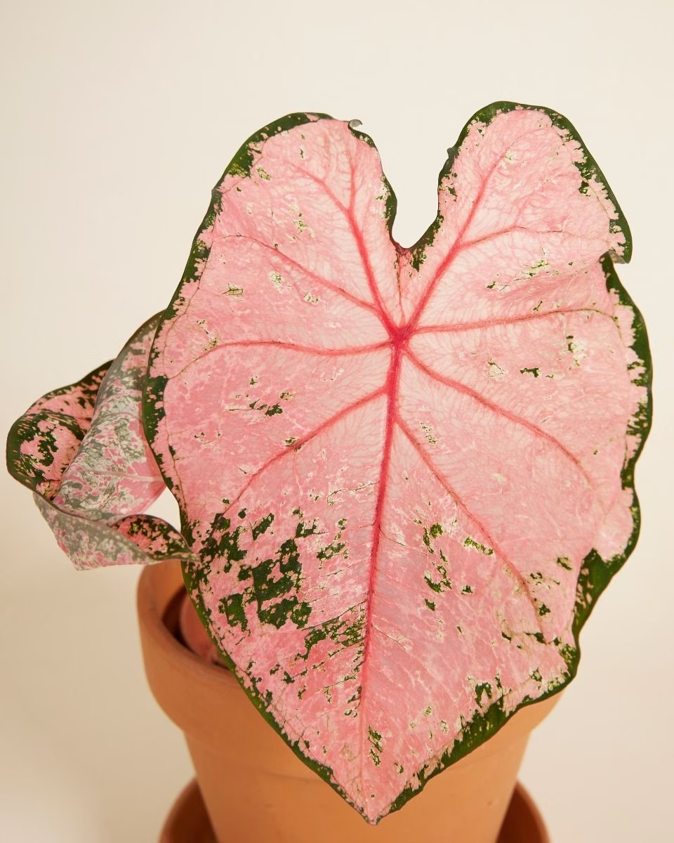 Baby Caladium Pink Beauty