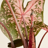 Baby Caladium Pink Beauty