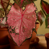 Baby Caladium Pink Beauty