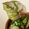 Baby Caladium Purple Light