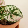 Baby Caladium Purple Light