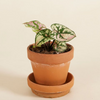 Baby Caladium Purple Light