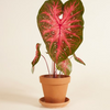Baby Caladium Red Flash