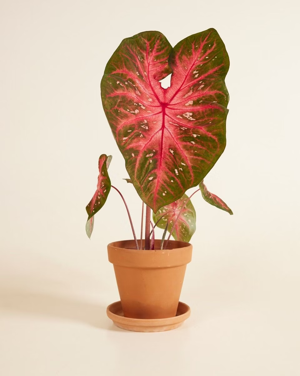 Baby Caladium Red Flash
