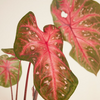 Baby Caladium Red Flash