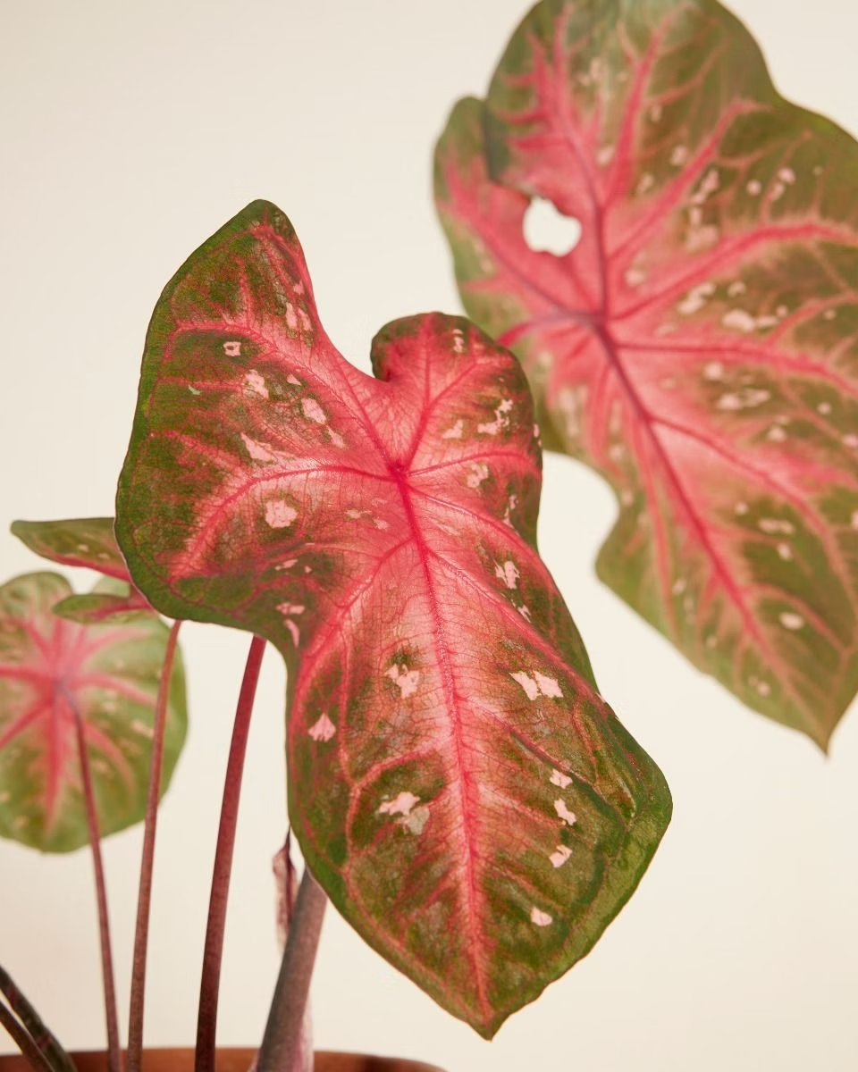Baby Caladium Red Flash