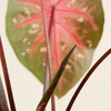 Baby Caladium Red Flash