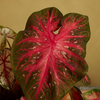 Baby Caladium Red Flash