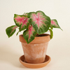 Baby Caladium Rosebud