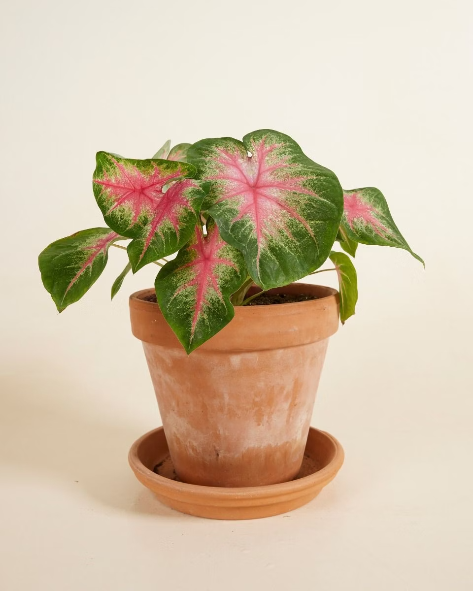 Baby Caladium Rosebud
