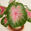 Baby Caladium Rosebud