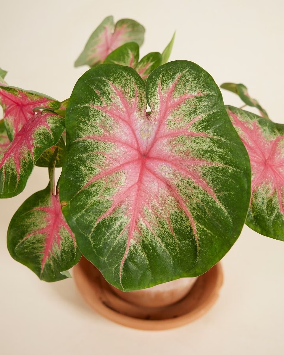 Baby Caladium Rosebud