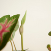 Baby Caladium Rosebud