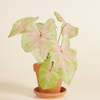 Baby Caladium Seafoam Pink