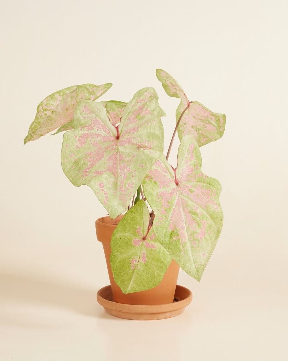 Baby Caladium Seafoam Pink