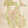 Baby Caladium Seafoam Pink