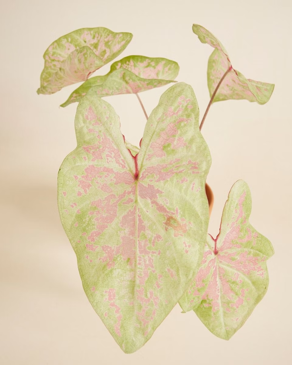 Baby Caladium Seafoam Pink