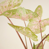 Baby Caladium Seafoam Pink