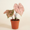 Baby Caladium Spring Fling