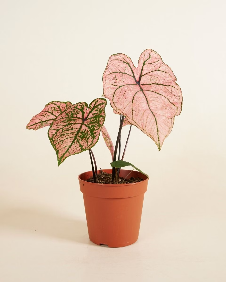 Baby Caladium Spring Fling