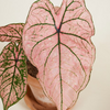 Baby Caladium Spring Fling