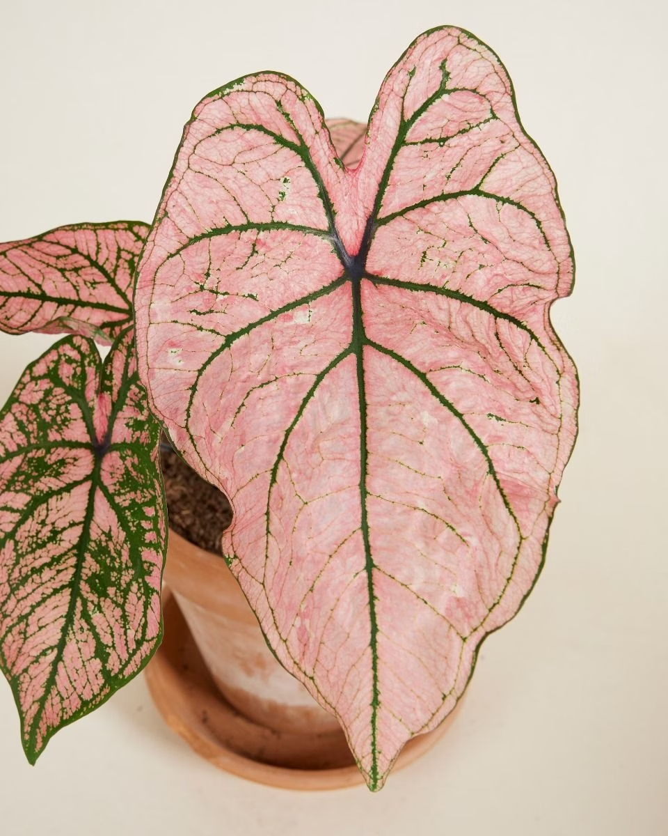 Baby Caladium Spring Fling