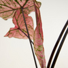 Baby Caladium Spring Fling