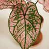Baby Caladium Spring Fling