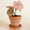 Baby Caladium Spring Fling