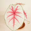 Baby Caladium Fiesta