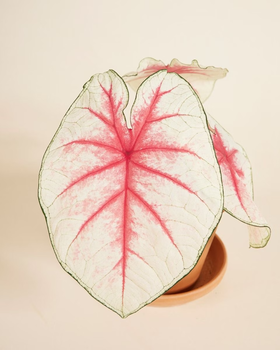 Baby Caladium Fiesta