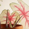 Baby Caladium Fiesta