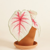 Baby Caladium Fiesta