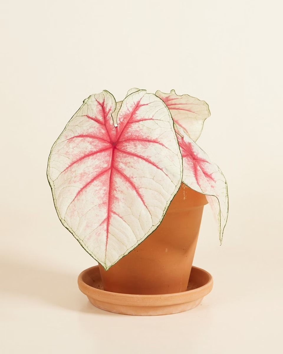 Baby Caladium Fiesta