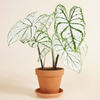 Baby Caladium White Christmas