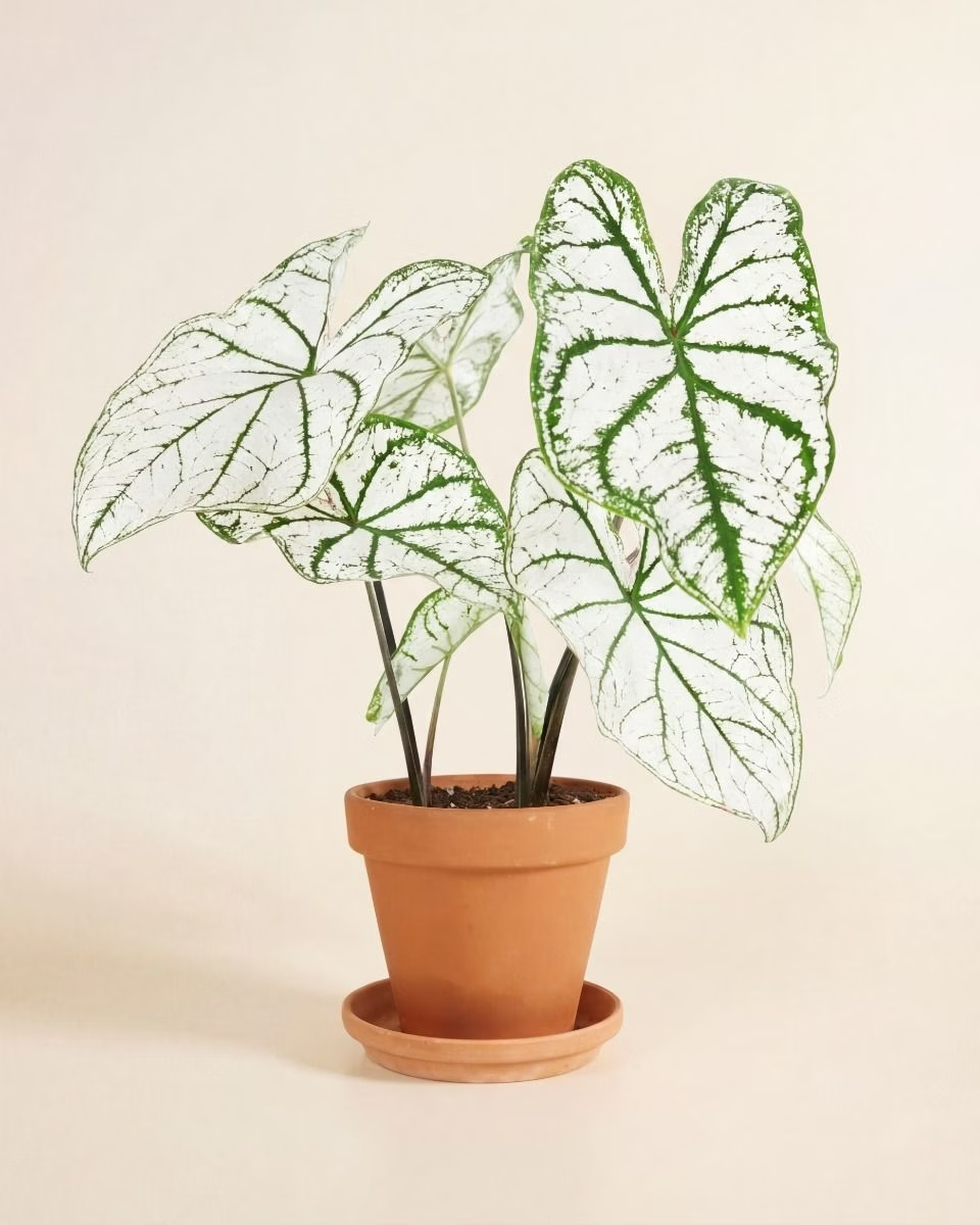 Baby Caladium White Christmas