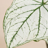 Baby Caladium White Christmas