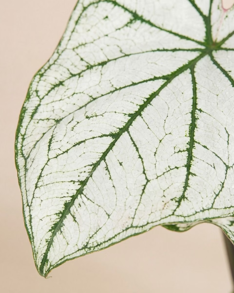 Baby Caladium White Christmas