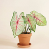 Baby Caladium White Queen